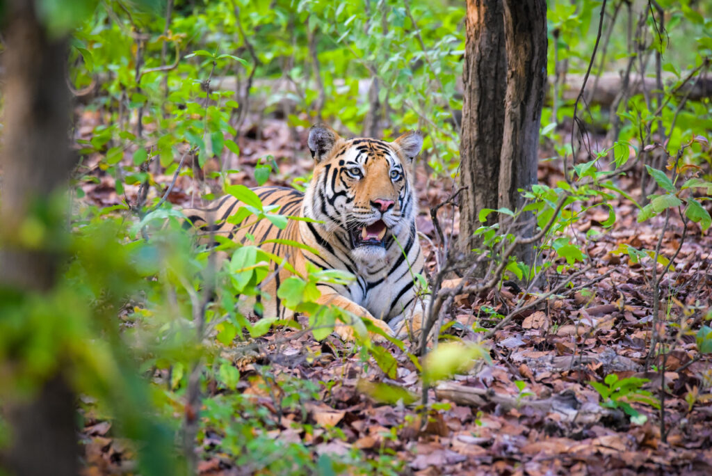 Tiger at Sanjay National Park